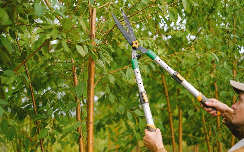 Tree trimming in Venetie, AK